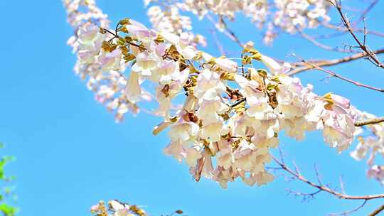 北京亦庄的梧桐大道花海街道