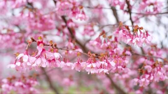 树枝上挂满绽放的樱桃花