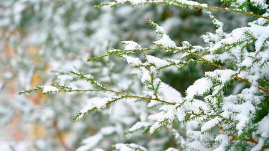 下雪天的柏树枝头积雪特写