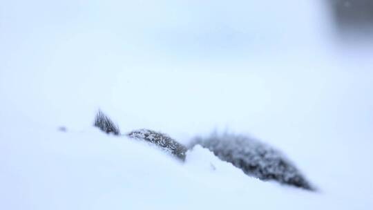 松鼠冬季森林大雪中觅食