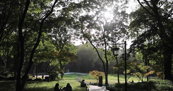 杭州太子湾公园 阳光穿透树木