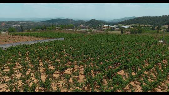 乡村振兴农业土地视频云贵山区林下鸡养殖