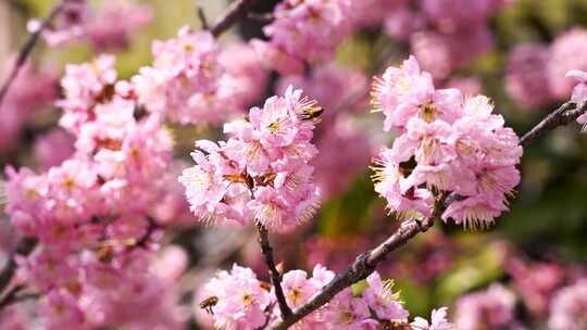 春天盛开的粉色樱花和飞舞的蜜蜂