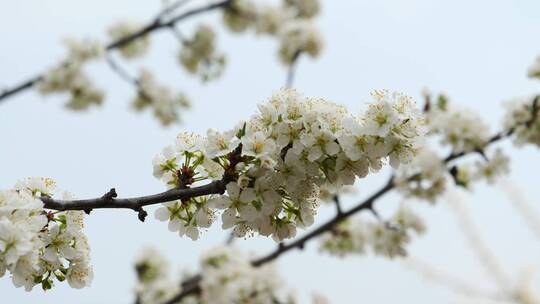 东北春天万物复苏场景，花开，绿叶