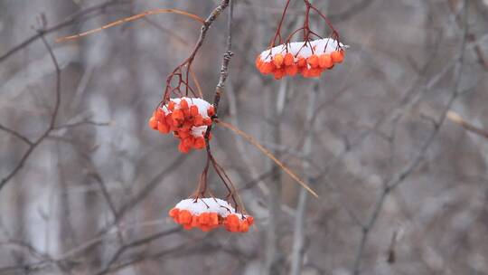大兴安岭冬季雪中的花楸