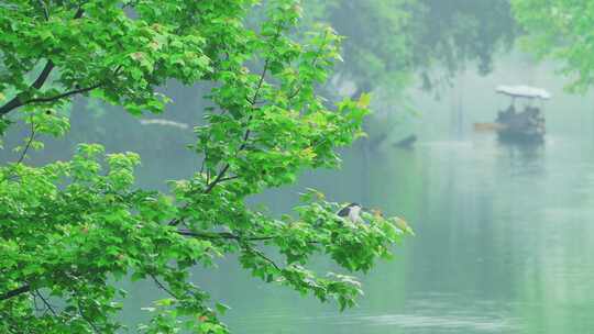 江南西湖浴鹄湾春天春雨手划船