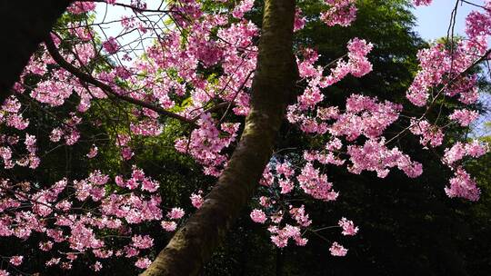 浪漫樱花茶园 阳光樱花树