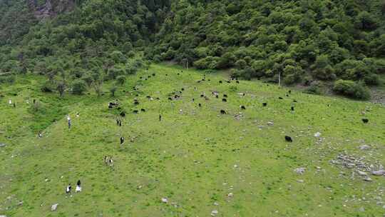 一群牦牛在草原上吃草航拍