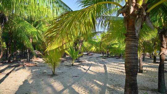 海南三亚大海黄昏椰树椰林沙滩木栈道风光视频素材模板下载