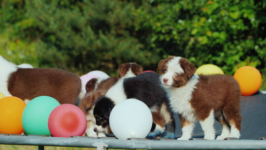 小狗在放满气球的蹦床上玩耍