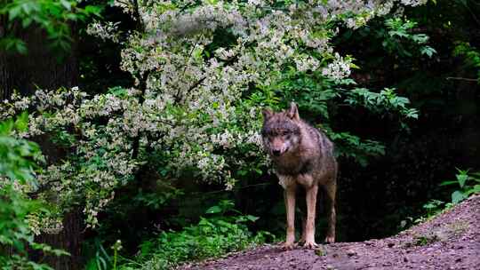 特写在森林里狩猎的灰狼