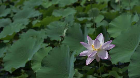 夏天池塘荷花莲花开放夏至立夏