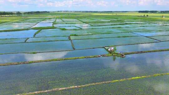 东北稻田地航拍/水稻