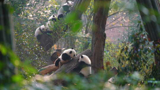 大熊猫国宝保护动物成都四川保护动物视频素材模板下载