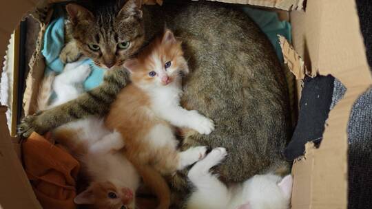 猫妈妈和一窝小猫躺在一起