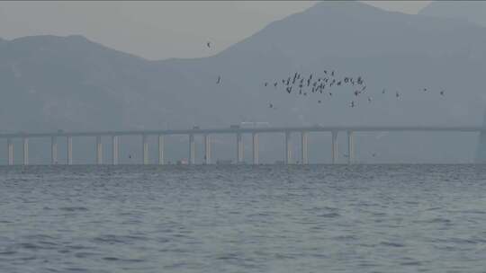 深圳湾的海鸥2