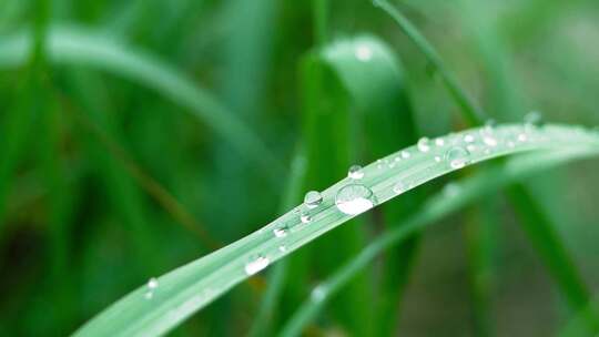 草 草地 绿色 花草 植物 实拍视频