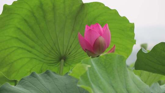 济南夏季大明湖，雨中荷花盛开娇艳醉人