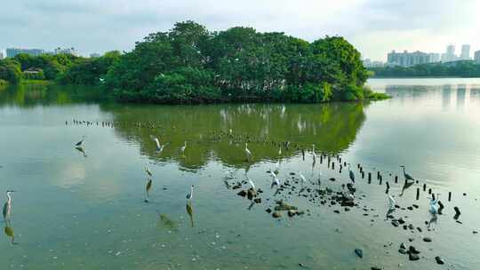 海珠湿地晨曦白鹭 灰鹭 水鸟