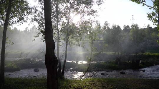 阳光穿过薄雾的森林