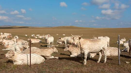 内蒙古锡林郭勒大草原秋季的牛
