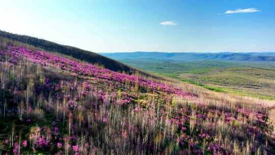 航拍大兴安岭春季山林杜鹃花海