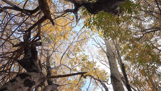 秋天仰拍树木唯美空镜视频素材模板下载