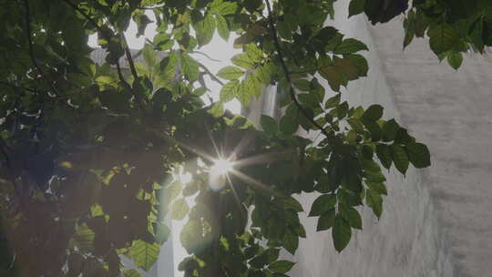 阳光从树叶缝隙穿过视频素材模板下载