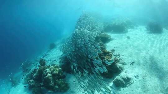 壮观海底鱼群