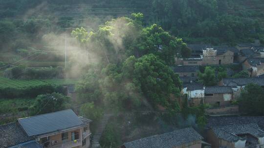 杨家堂村口大樟树 夫妻树