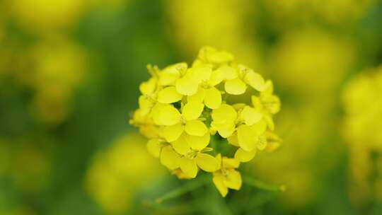 特写镜头下的黄色油菜花