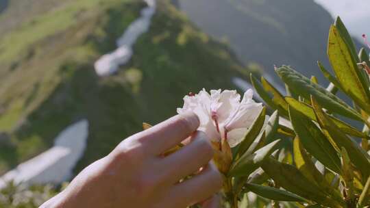 手抚摸杜鹃花特写