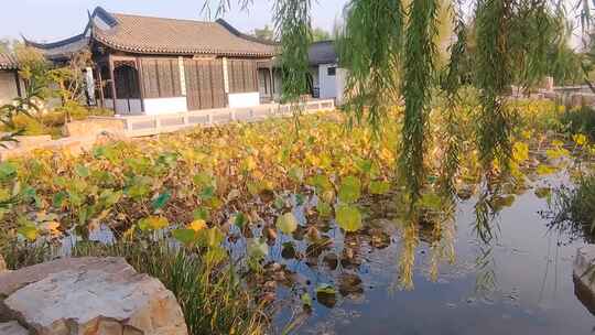 古代建筑厅堂前金秋时节荷花开满荷塘