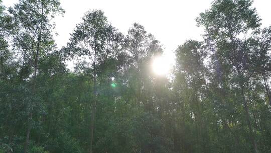 阳光下森林风吹树林大风吹树叶风吹丛林树枝视频素材模板下载