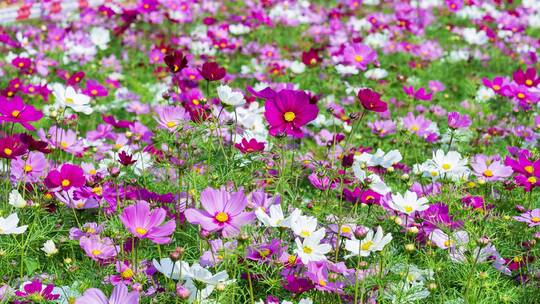 格桑花波斯菊花海视频素材模板下载