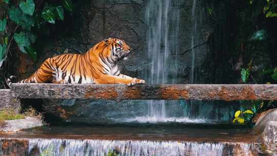 老虎躺在瀑布附近的岩石上泰国视频素材模板下载