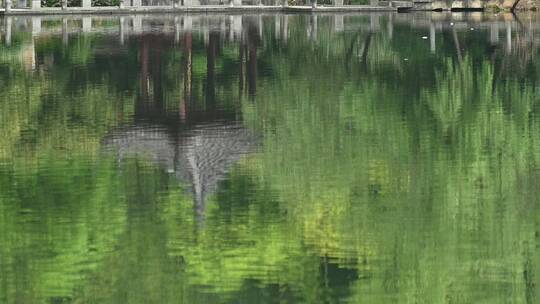 半山国家森林公园湖面小桥阁楼鸭子水面嬉戏视频素材模板下载