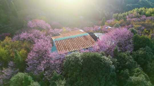 山林中被粉花环绕的房屋风景樱花