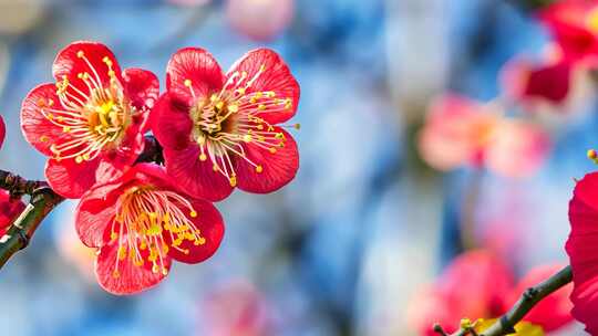 特写盛开红色梅花