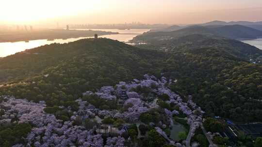 江苏 无锡 太湖 鼋头渚樱花 春天 旅游