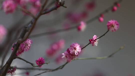 济南：趵突泉景区内玉兰花、梅花盛开视频素材模板下载