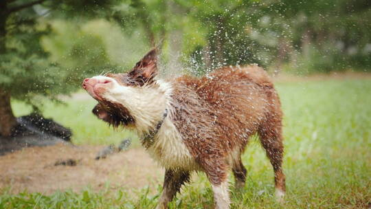 浑身湿哒哒的小狗甩掉身上的水珠