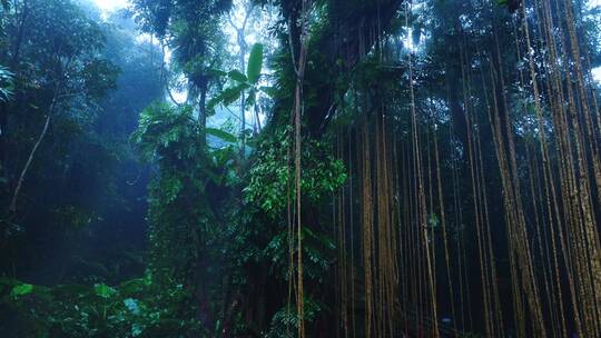 大自然热带雨林风景