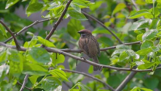 枝头栖息的一对麻雀