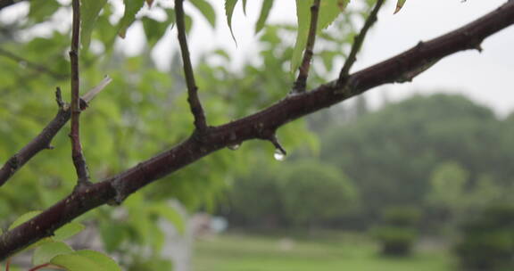 意境实拍大自然水森林雨滴森林下雨6