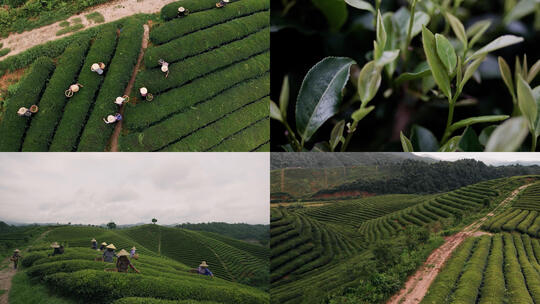 航拍茶山和茶农采茶