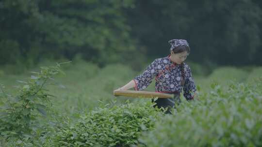 茶园采摘