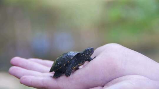 男孩把一只小乌龟放在你的手掌上，它会缓慢