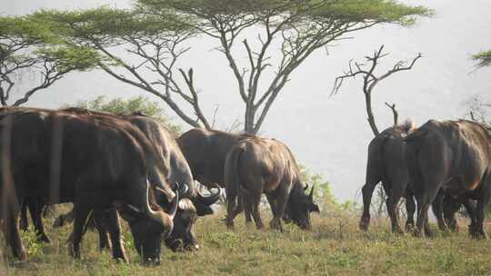 大草原上觅食的海角水牛。