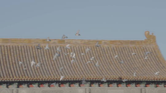 故宫飞翔的鸽子 午门前飞翔的鸽子视频素材模板下载